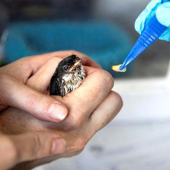 A staff member feeds a swallow at the CREAVES Namur rehabilitation centre for wild animals during hot weather as a heat wave hits Europe in Namur