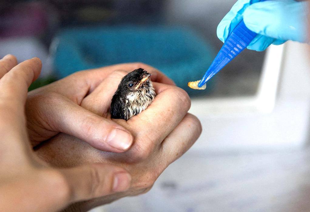 A staff member feeds a swallow at the CREAVES Namur rehabilitation centre for wild animals during hot weather as a heat wave hits Europe in Namur