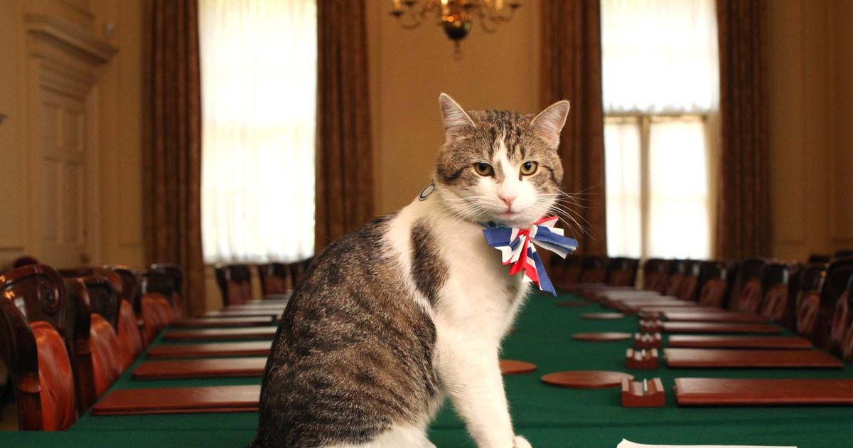 Z ulice až do centra moci. Larry to má na Downing Street jisté, přežil šest premiérů