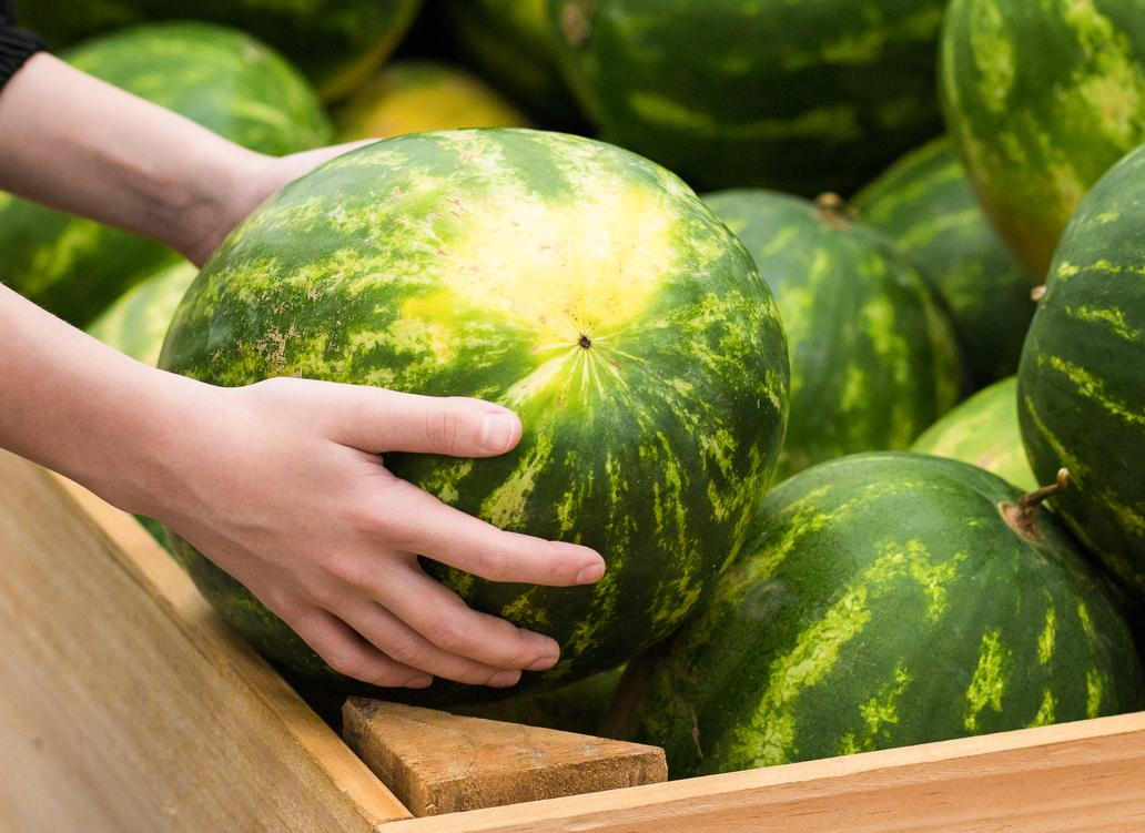 Barvu tzv. terénní skvrny na melounu není radno podcenit. Meloun