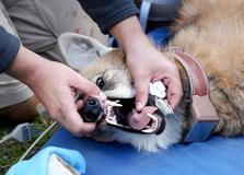 Two wolvs will be reintroduced into the wild in Argentinian wetlands