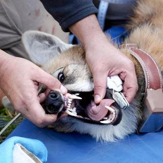 Two wolvs will be reintroduced into the wild in Argentinian wetlands