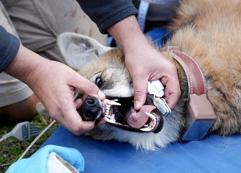 Two wolvs will be reintroduced into the wild in Argentinian wetlands