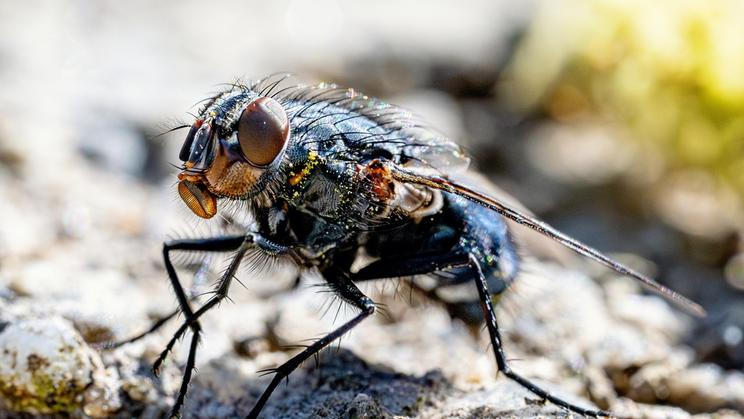 Adult,House,Fly,Of,The,Species,Musca,Domestica
