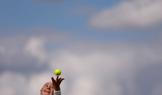 Wimbledon