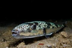 Silver,-,Cheeked,Toadfish,-,Lagocephalus,Sceleratus,From,Cyprus
