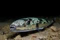 Silver,-,Cheeked,Toadfish,-,Lagocephalus,Sceleratus,From,Cyprus