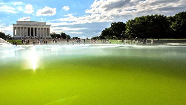 Algae grows in the Lincoln Memorial Reflecting Pool in Washington
