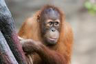 Sameček orangutana sumaterského Kawi