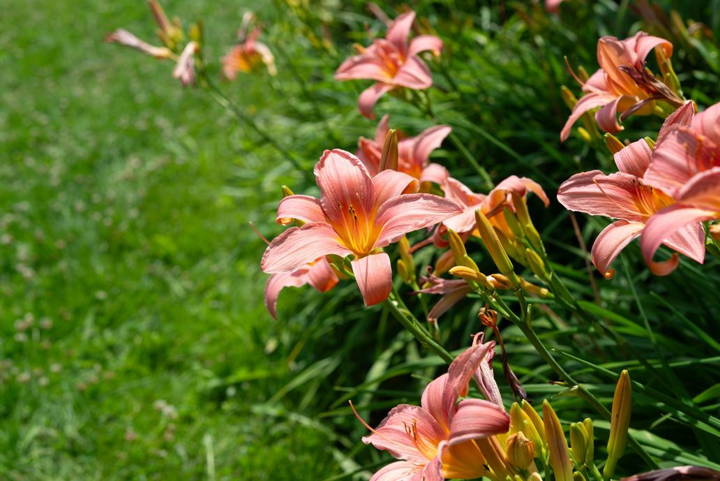 Denivky už jsou dnes dostupné v celé škále barev. Pastel,Orange,Pink,Hemerocallis,Or,Lilies,In,A,Garden,Bed