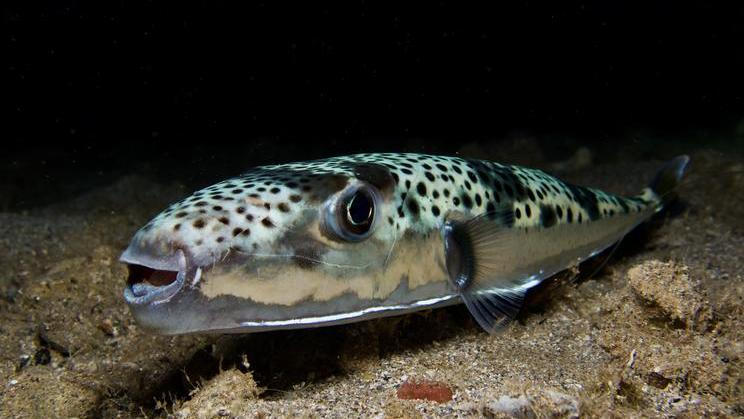 Silver,-,Cheeked,Toadfish,-,Lagocephalus,Sceleratus,From,Cyprus