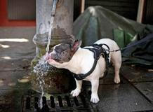 Heatwave grips Rome