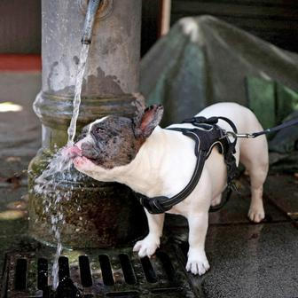 Heatwave grips Rome