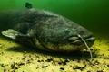 A,Large,Wels,Catfish,Is,Settled,On,The,Riverbed,,Surrounded