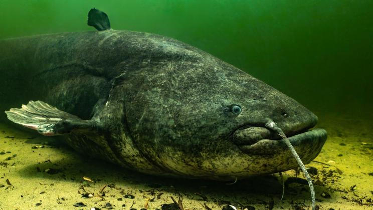 A,Large,Wels,Catfish,Is,Settled,On,The,Riverbed,,Surrounded