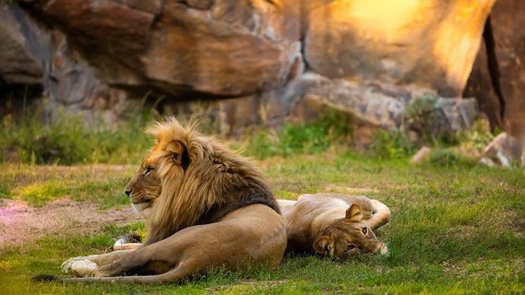 Už několik desetiletí uchovávají zoologické zahrady, univerzity nebo výzkumné ústavy zmrazené vzorky ohrožených zvířat.