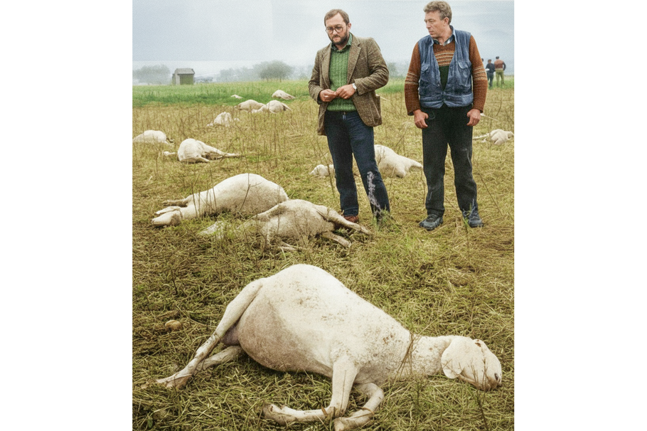 Muži u ovcí, které uhynuly po přiblížení k zamořené zóně. Snímek je z doby více než čtyři roky po úniku dioxinu. Seveso 1976: – chemický Černobyl: 30 kg jedu a tváře poznamenané navždy, Magazín, codagalerie