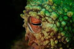 Under,Water,Octopus,Eye,Macro