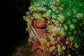 Under,Water,Octopus,Eye,Macro