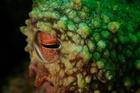 Under,Water,Octopus,Eye,Macro