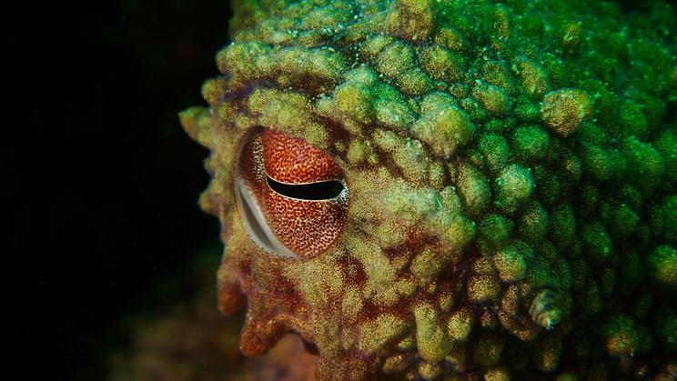 Under,Water,Octopus,Eye,Macro