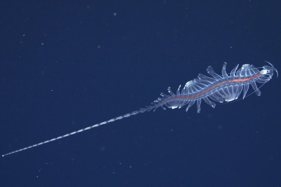Jde o nový druh z rodu Tomopteris, známého jako průsvitní „gossamer worms“ neboli závojoví mnohoštětinatci. Vědecký tým expedice testoval nové technologie, které vědcům umožňují zkoumat tyto pozoruhodné živočichy novými, neinvazivními metodami.