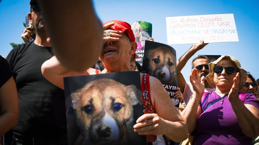 Odpůrci legislativy zákonu přezdívají „zákon o masakru“. Animal,Rights,Activists,Held,A,Rally,Across,Turkey,In,Konak,