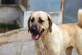 Turkish,National,Shepherd,Dog.,Portrait,Young,Female,Beige,Kangal