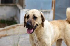 Turkish,National,Shepherd,Dog.,Portrait,Young,Female,Beige,Kangal