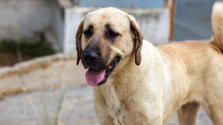 Turkish,National,Shepherd,Dog.,Portrait,Young,Female,Beige,Kangal