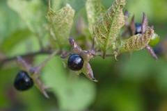 Berry,Atropa,Belladonna,Macro,Background