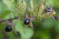 Berry,Atropa,Belladonna,Macro,Background