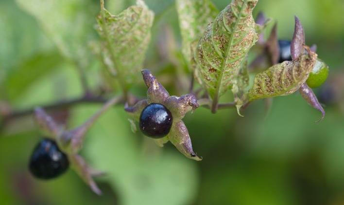 Berry,Atropa,Belladonna,Macro,Background