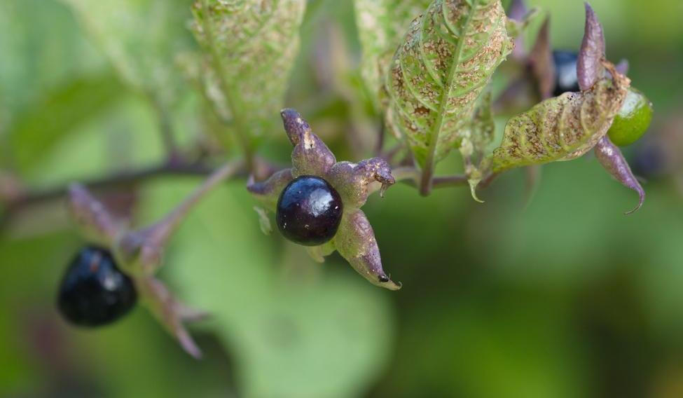 Berry,Atropa,Belladonna,Macro,Background