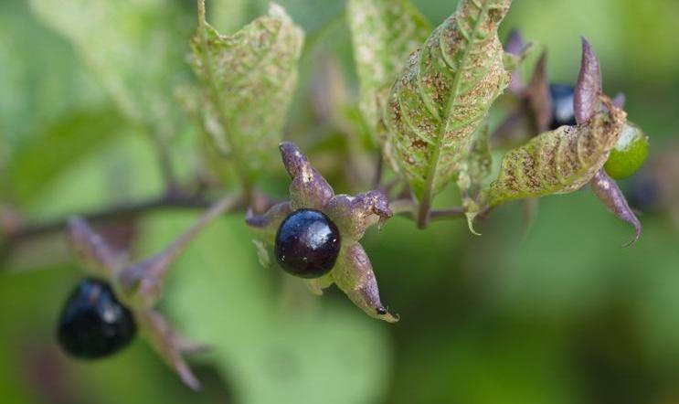 Berry,Atropa,Belladonna,Macro,Background