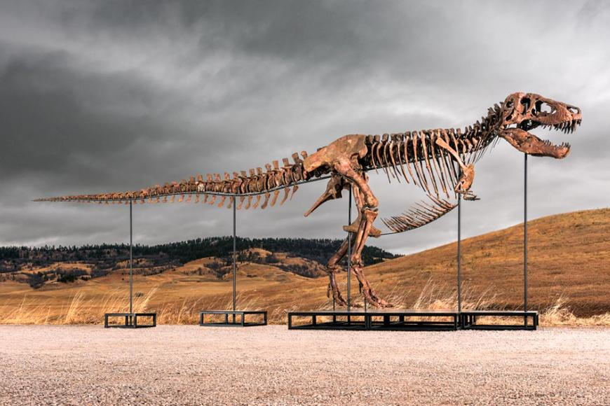 Kupující neváhal. Za tyranosaura Guse vysázel téměř miliardu korun