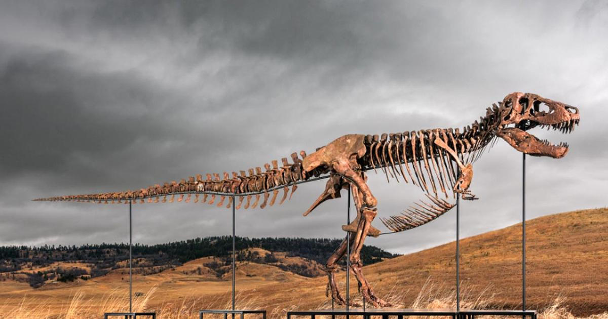 Kupující neváhal. Za tyranosaura Guse vysázel téměř miliardu korun