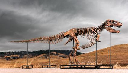 Sotheby's vydražila kostru tyranosaura Guse.