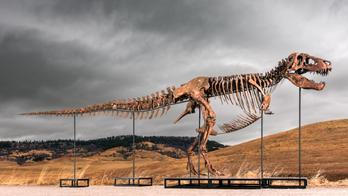Sotheby's vydražila kostru tyranosaura Guse.