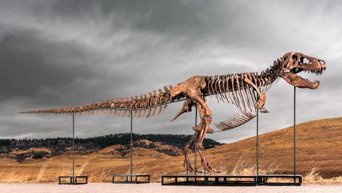 Sotheby's vydražila kostru tyranosaura Guse.