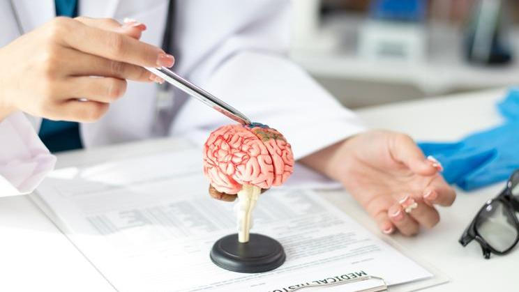 Alzheimer's,Disease,Asian,Female,Doctor,Holds,Brain,Anatomy,Model,For