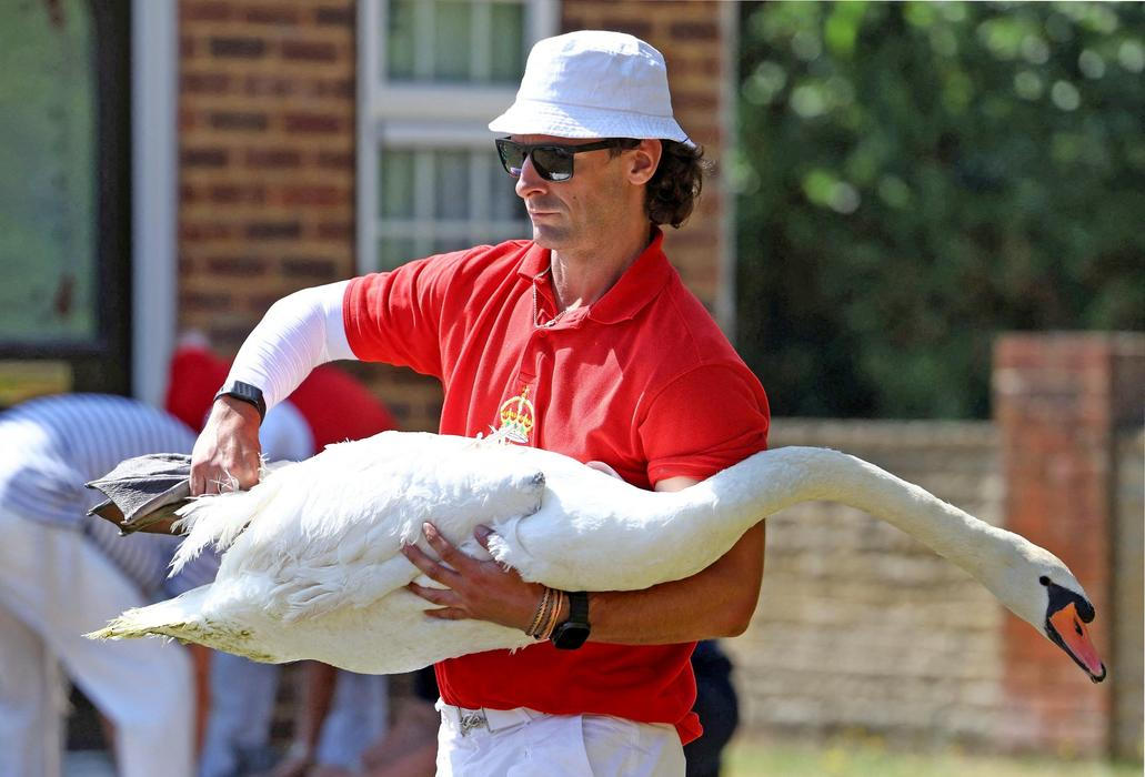Swan Upping 2026