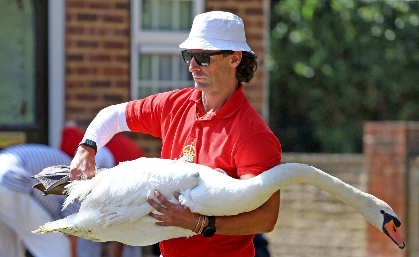 Swan Upping 2026