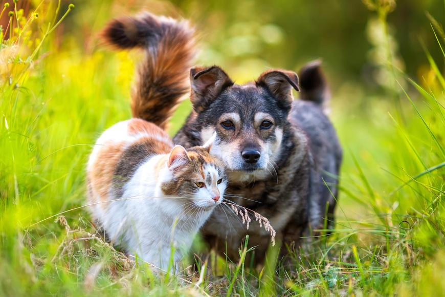 V Ekvádoru umožňují pet friendly sňatky, jako svědci tam mohou být i psi a kočky