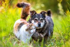 Funny,Furry,Friends,,A,Dog,And,A,Cat,,Sitting,Together