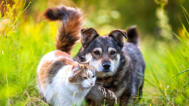 Funny,Furry,Friends,,A,Dog,And,A,Cat,,Sitting,Together