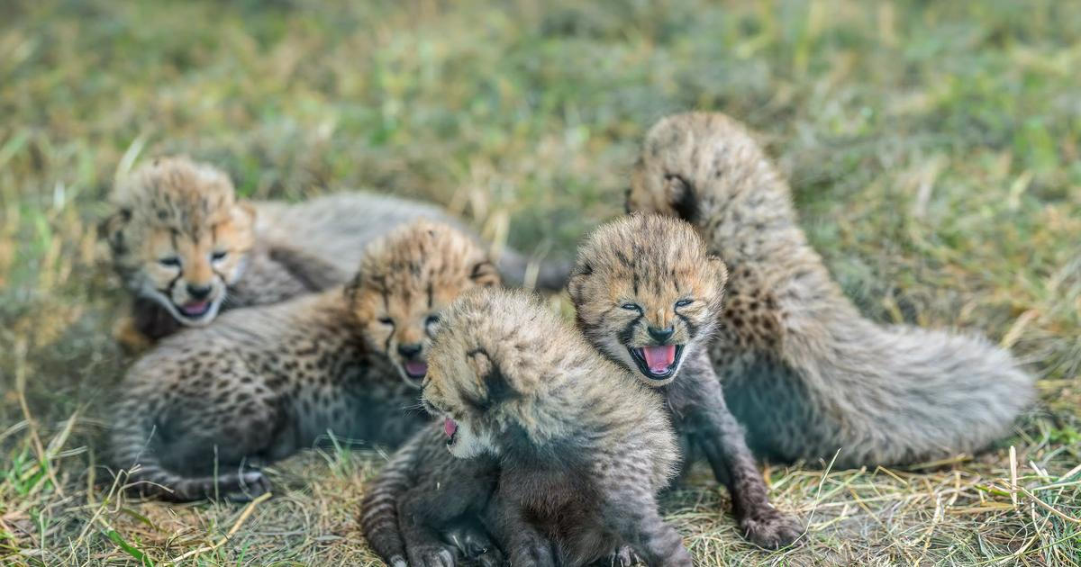 Klubko roztomilosti. V pražské zoo se narodilo pět mláďat kriticky ohroženého geparda