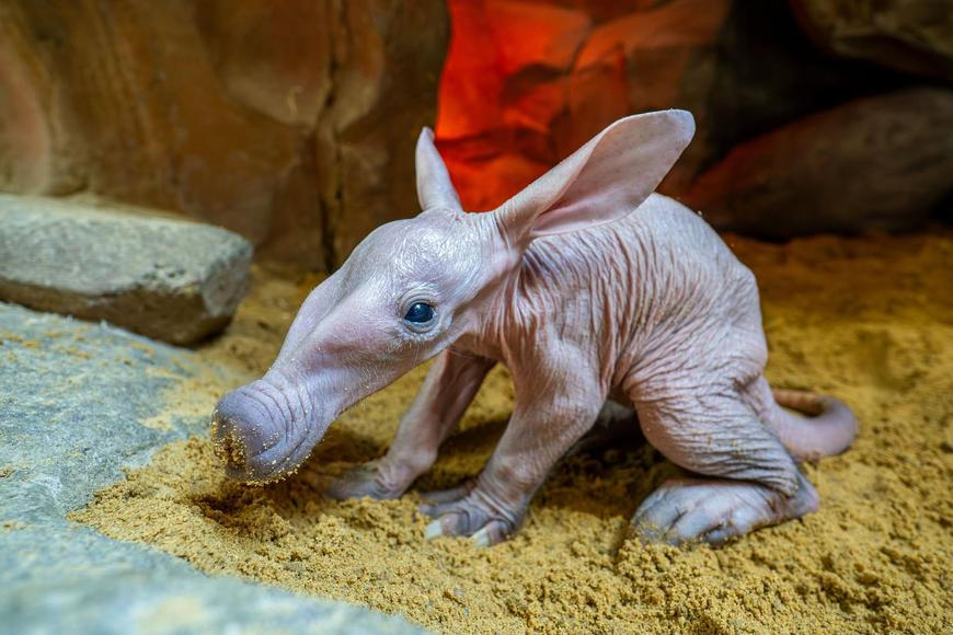 Vzácný přírůstek v olomoucké zoo. Narodil se hrabáč kapský