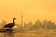 Canada Goose stands on the shoreline of the Toronto Islands, on Lake Ontario, as the downtown skyline is covered by wildfire smoke