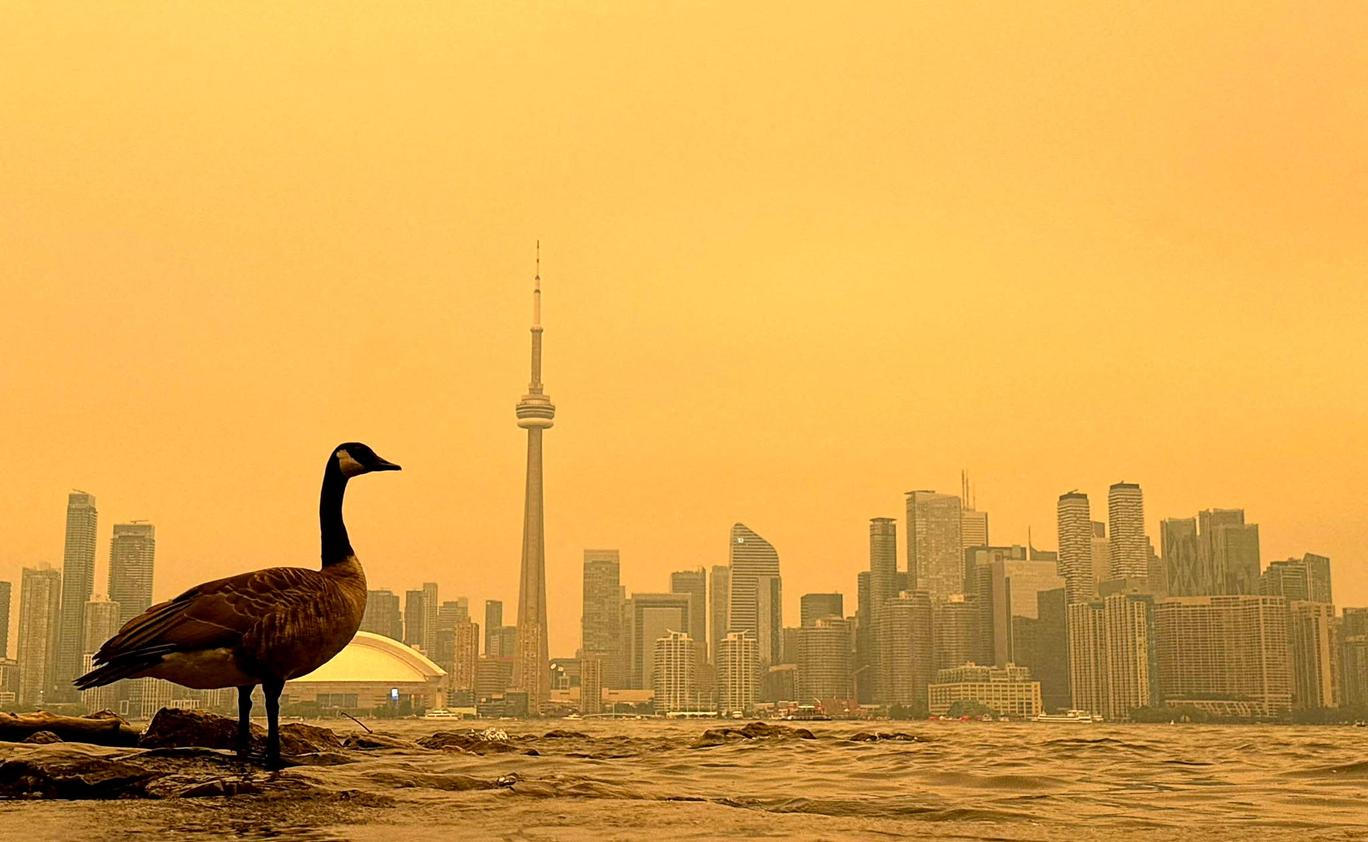 Canada Goose stands on the shoreline of the Toronto Islands, on Lake Ontario, as the downtown skyline is covered by wildfire smoke